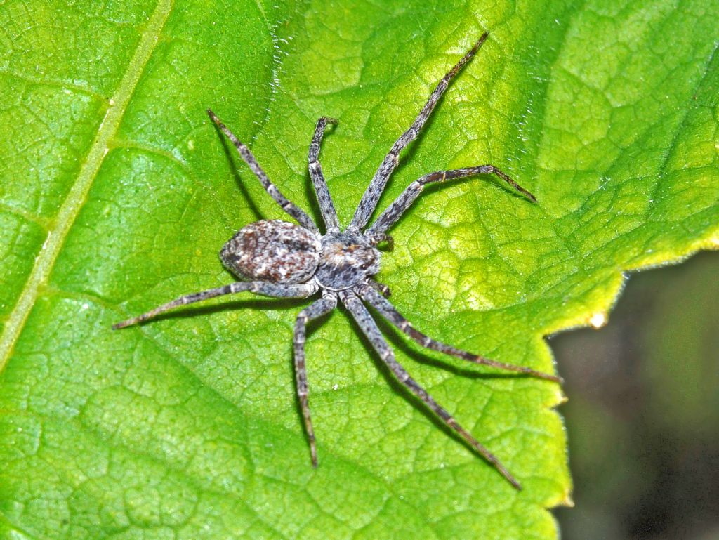 Un grosso ragno nero da identificare
